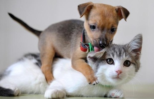 affection-animal-animal-love-animals-cat-cats-Favim.com-40393.jpg