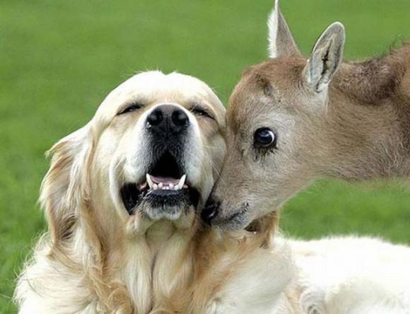 animal love dog deer.jpg