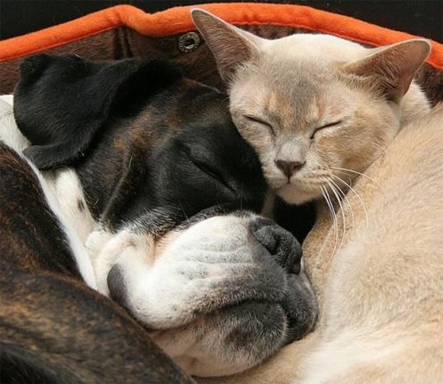 animal,love,cat,dog,goodnight,kiss,love,cute-bee989401cf83df913ff25b1e2ee1f88_h.jpg