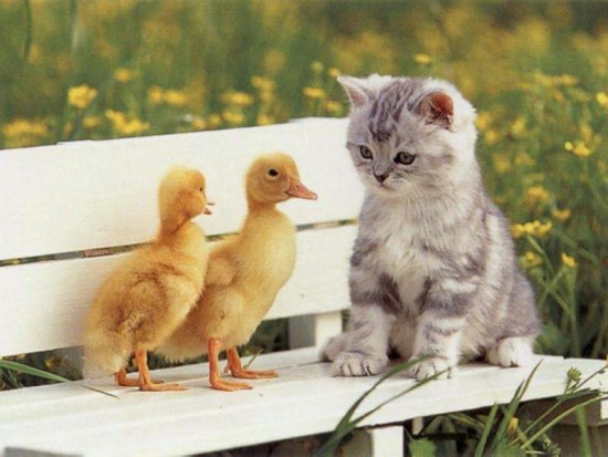 animal-animals--funny-animals--kitten--bench--duck--animal-love--cute-animals_large.jpg