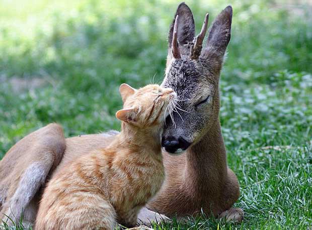 animal-love.jpg