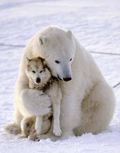 Death-hug-dog-funny-animals-Love-Animales-_-bear-perro-oso_large_large.jpg