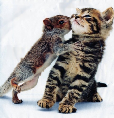 cute,animals,interspecies,love,photography,animal,love,cat-f089ebb6330b040cbb6d0ce770b06b7c_h.jpg