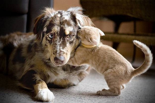 when-animals-love01.jpg