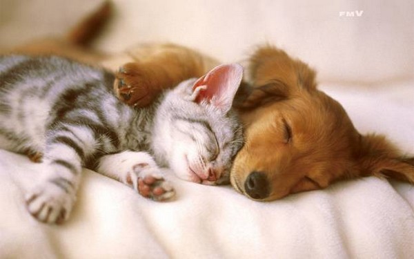 when-animals-love05.jpg