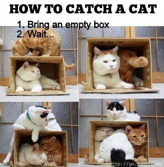 how_to_catch_a_cat.jpg