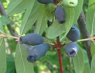 5077-lonicera-kamtschatica-zemolez-kamcatsky.jpg